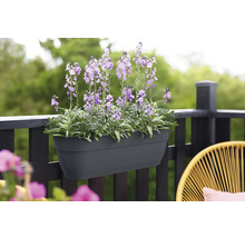 Bloembak met paars bloeiende planten, bevestigd aan een balkonreling