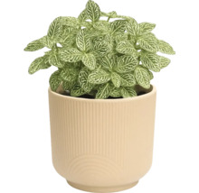 Fittonia plant in pot