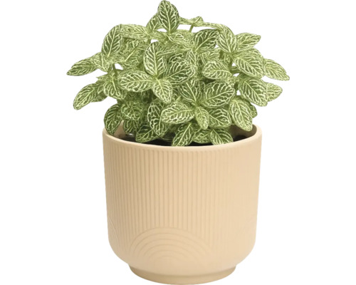 Fittonia plant in pot