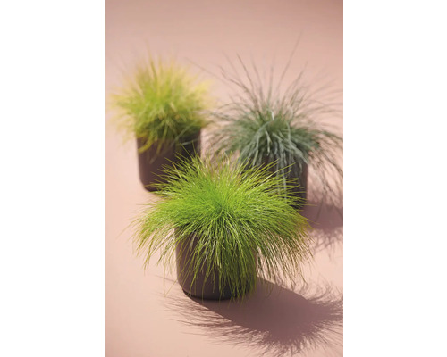 Drie siergrassen in potten