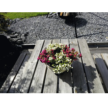 Mand met witte en rode parelbes op houten tafel in de tuin