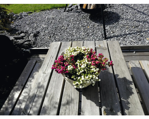 Mand met witte en rode parelbes op houten tafel in de tuin