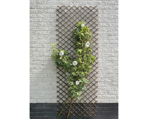 Houten klimrooster met klimroos tegen een muur