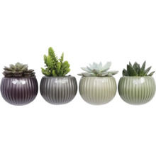 Vier vetplanten in decoratieve potten