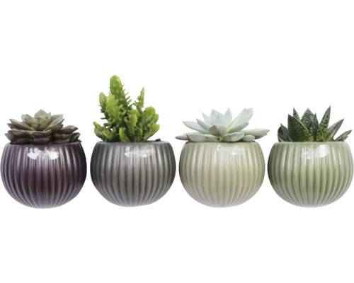 Vier vetplanten in decoratieve potten