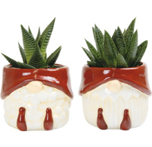 Twee vetplanten in dwerg bloempotten