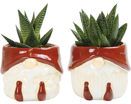 Twee vetplanten in dwerg bloempotten