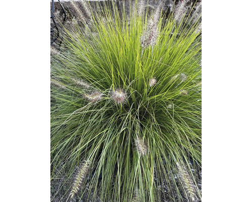 Grasanjer in de tuin