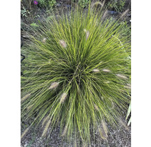 Siergras met delicate halmen en decoratieve bloeiwijzen in de tuin.