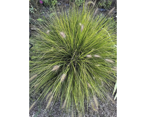 Siergras met delicate halmen en decoratieve bloeiwijzen in de tuin.