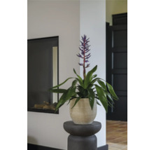 Kamerplant met bloem in pot op een voetstuk in de woonkamer