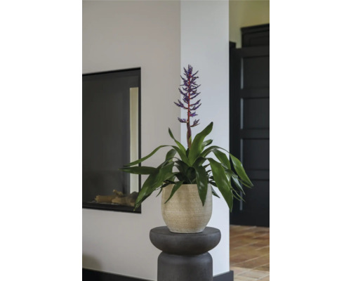 Kamerplant met bloem in pot op een voetstuk in de woonkamer