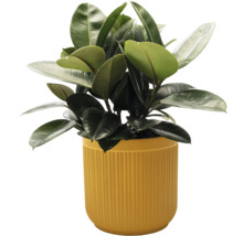 Rubberplant in een pot