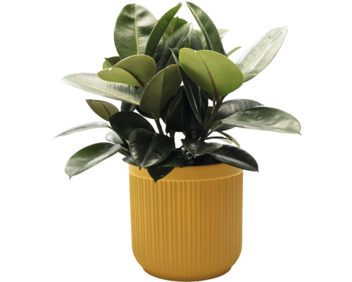 Rubberplant in een pot