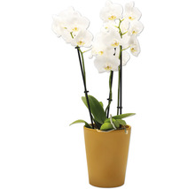 Orchidee met witte bloemen in pot