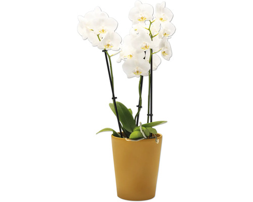 Orchidee met witte bloemen in pot