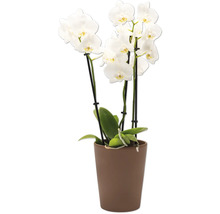 Witte orchidee in pot
