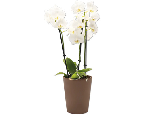 Witte orchidee in pot