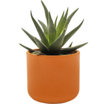 Zebra Haworthia in een bloempot