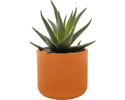 Zebra Haworthia in een bloempot