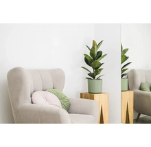 Interieurscène met fauteuil, kussens en rubberplant in pot