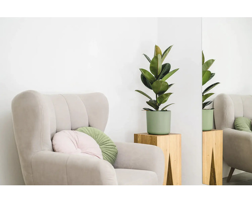 Interieurscène met fauteuil, kussens en rubberplant in pot