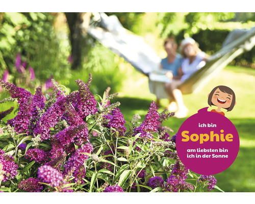 Vlinderstruik in de tuin met ontspannen mensen in de hangmat