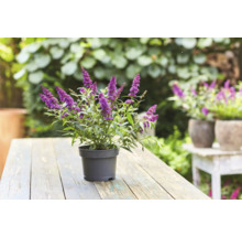 Vlinderstruik in pot op een houten tafel in de tuin