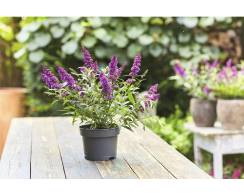 Vlinderstruik in pot op een houten tafel in de tuin