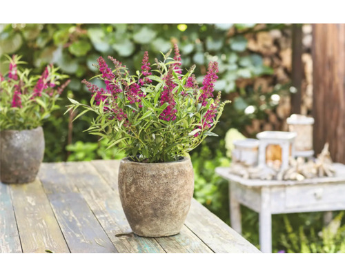 Vlinderstruik in een plantenbak op een tuintafel