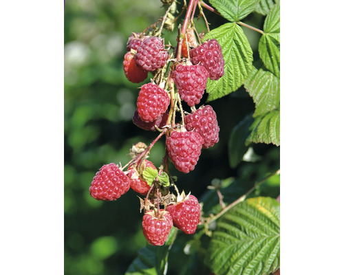 Close-up van frambozen aan een struik