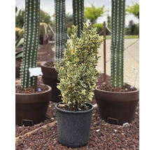 Groenblijvende kardinaalsmuts in pot