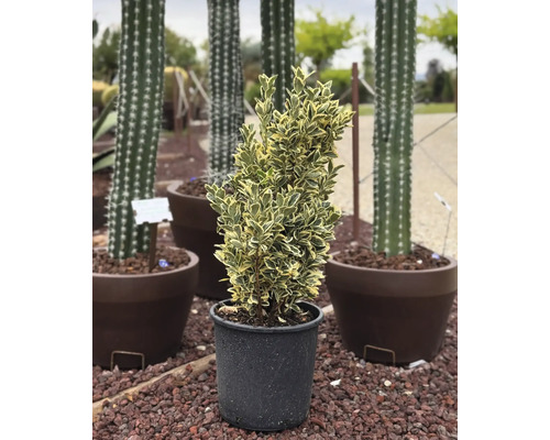 Groenblijvende kardinaalsmuts in pot