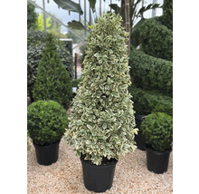 Spindelstruik in pot, kegelvormig voor de tuin