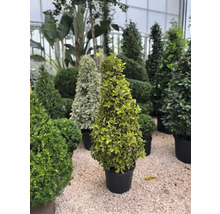 Diverse vormsnoeihout in potten