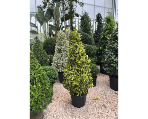 Diverse vormsnoeihout in potten