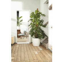 Monstera kamerplant met plantensteun in witte pot in een heldere kamer