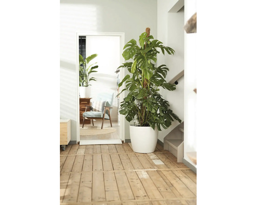 Monstera kamerplant met plantensteun in witte pot in een heldere kamer