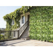 Gevel met verticale tuin en klimplanten