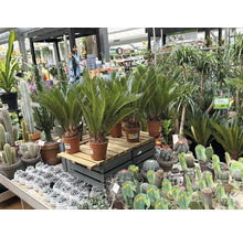 Selectie van kamerplanten, waaronder palmvarens en cactussen, in een tuincentrum.