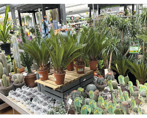 Selectie van kamerplanten, waaronder palmvarens en cactussen, in een tuincentrum.