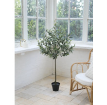 Decoratieve olijfboom kamerplant in een kamer met groot raam en rotan stoel.