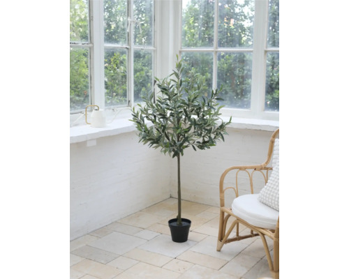 Decoratieve olijfboom kamerplant in een kamer met groot raam en rotan stoel.