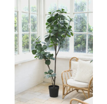 Vijgenboom in pot in een lichte kamer