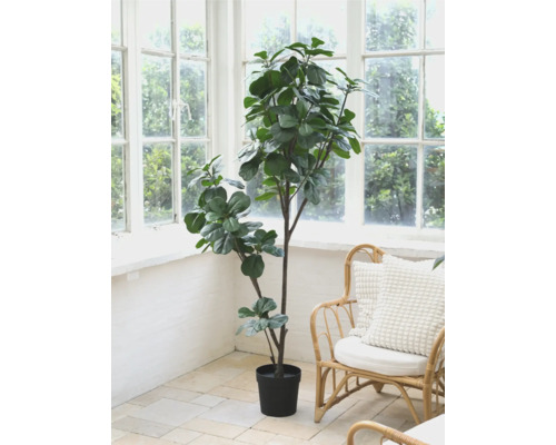 Vijgenboom in pot in een lichte kamer