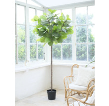 Kamerplant in pot voor een raam.