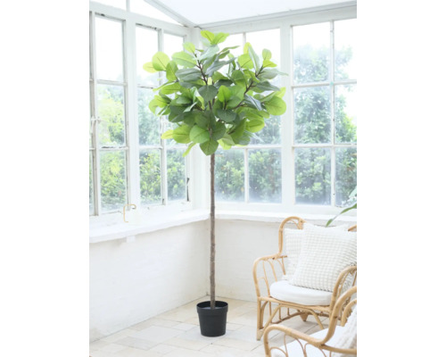 Kamerplant in pot voor een raam.