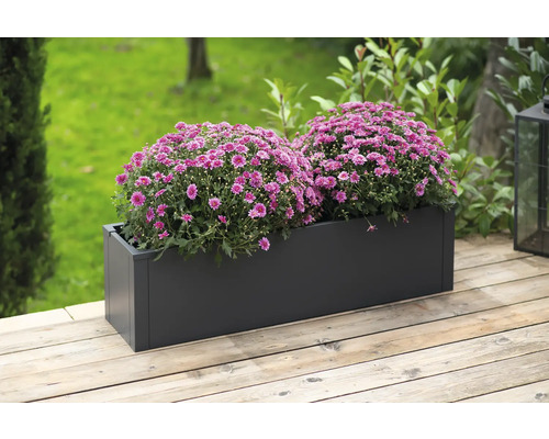 Rechthoekige plantenbak met twee bossen paarse bloemen op een houten terras