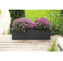 Rechthoekige plantenbak met paarse chrysanten op houten terras