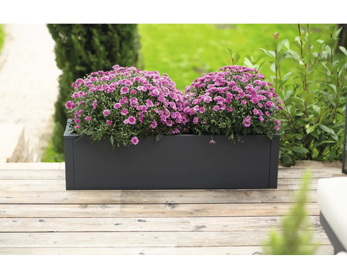 Rechthoekige plantenbak met paarse chrysanten op houten terras